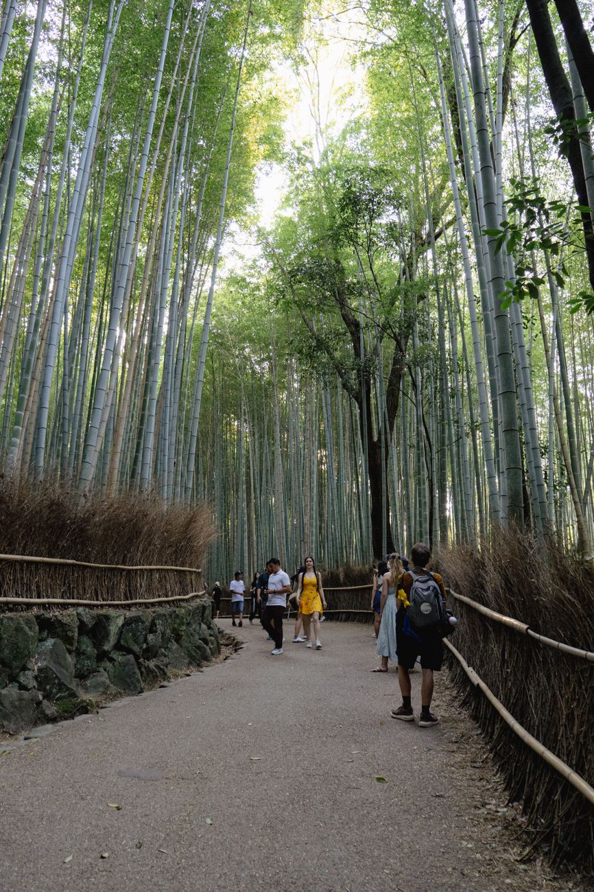 Towering green bamboo stalks illuminated by soft sunlight