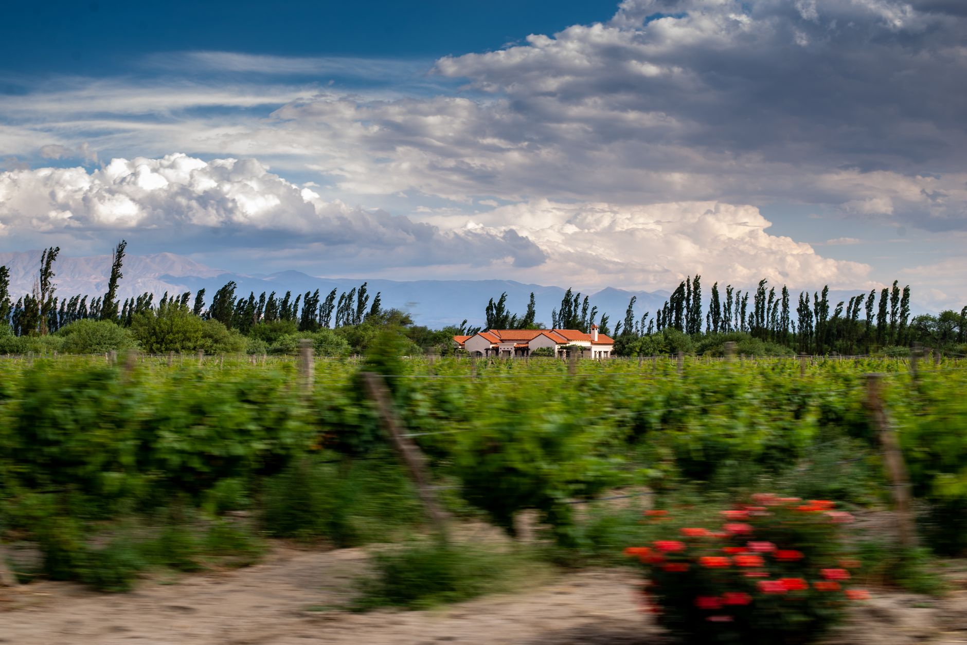 Vines in Cafayate with arid red mountains in background
